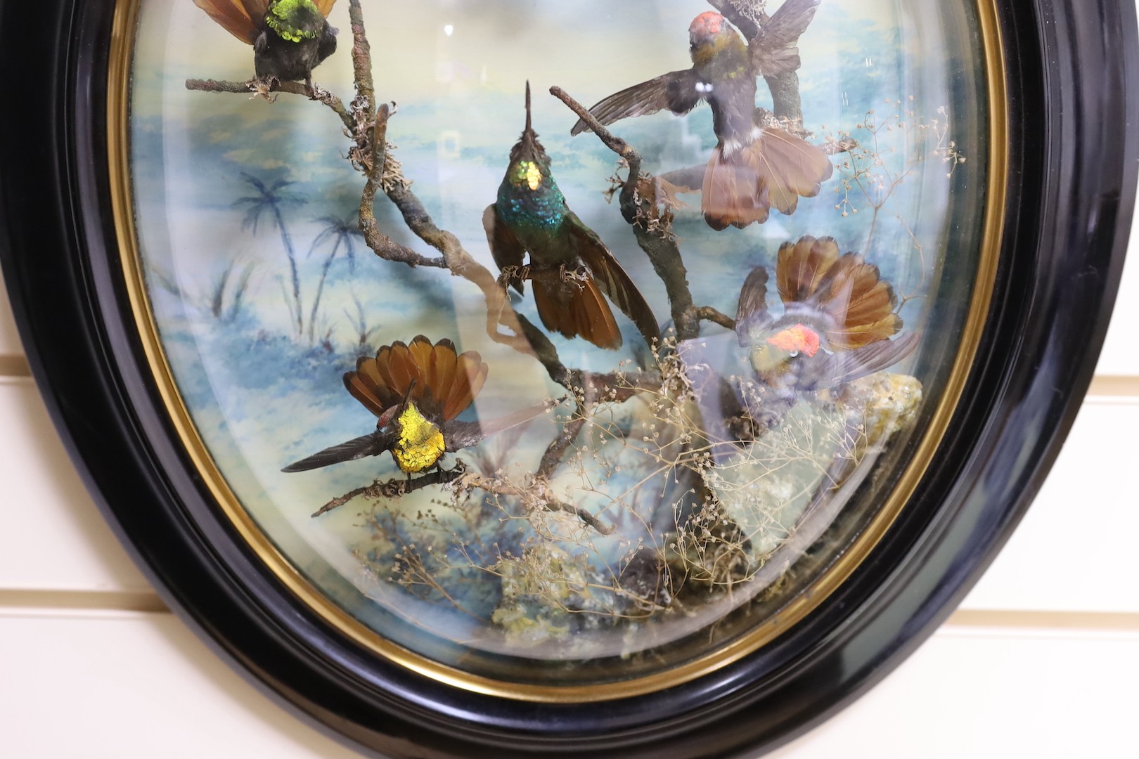 A Victorian taxidermic bouquet of humming birds in convex oval frame - approx 60cm high